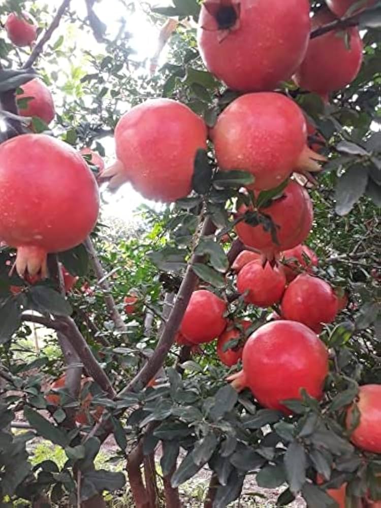 51gfGfjf58L._AC_UF1000,1000_QL80_