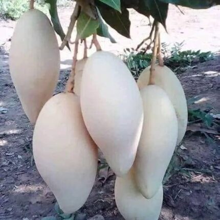 Nam doc my white mango