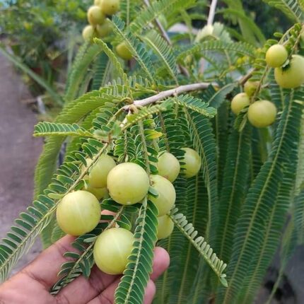 Green Amla plant
