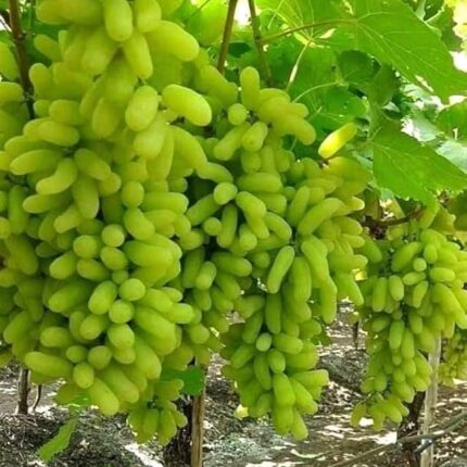 Green grapes