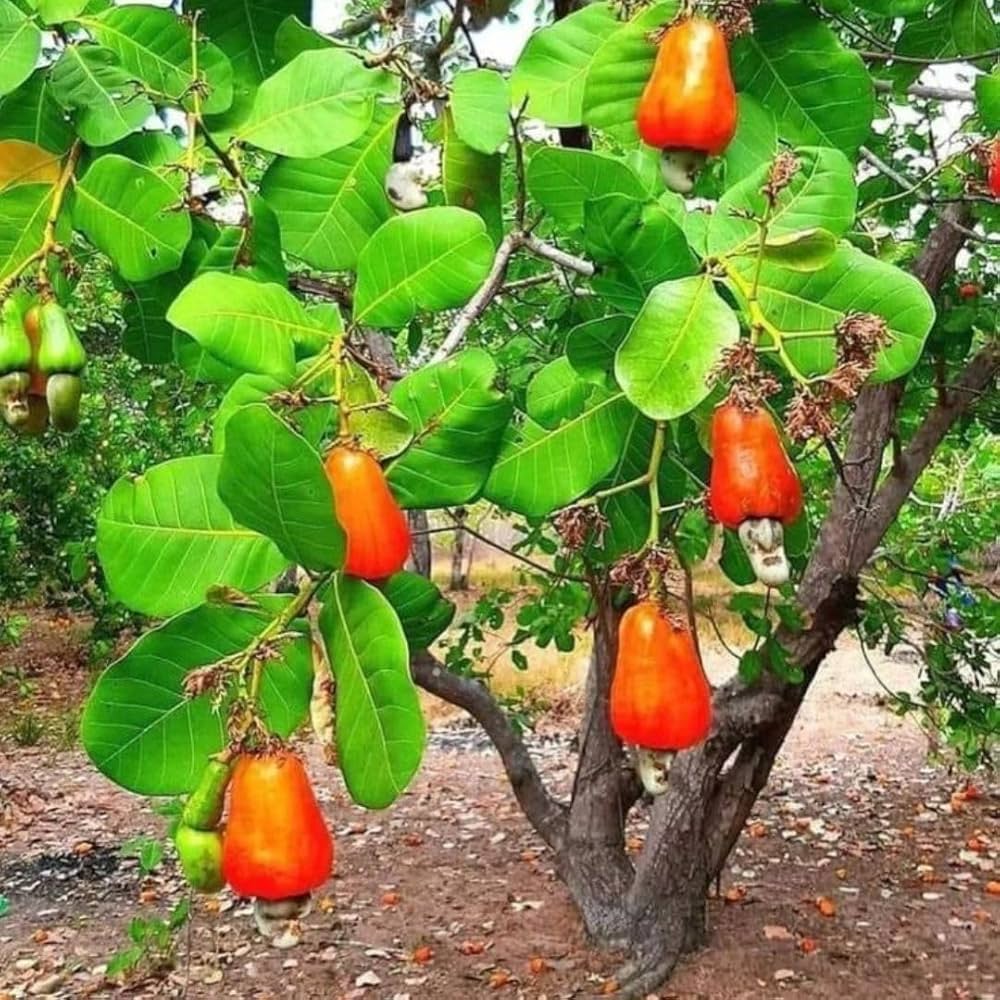 71PRZrKCHPL._AC_UF1000,1000_QL80_