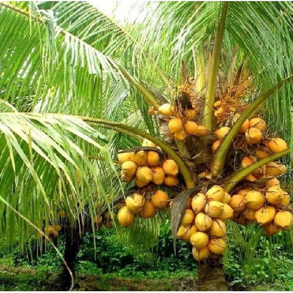 71pFKFsOMLL._AC_UF1000,1000_QL80_