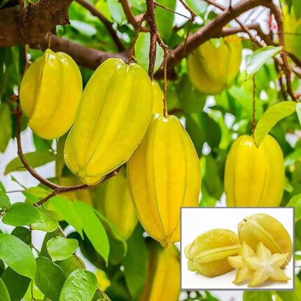 Sweet star fruit
