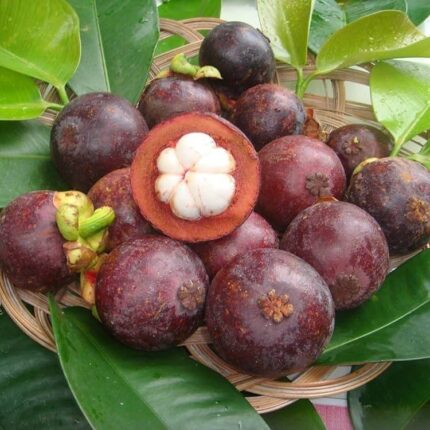 Mangosteen