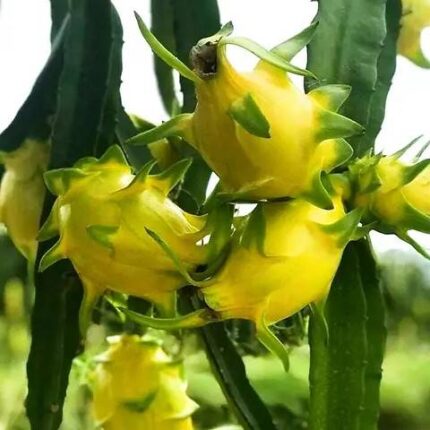 yellow dragon fruit