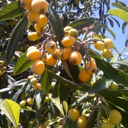 Loquat