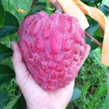 Red custard apple