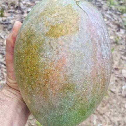 4kg mango