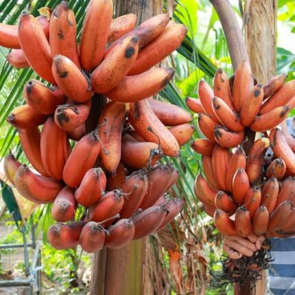 Red Banana