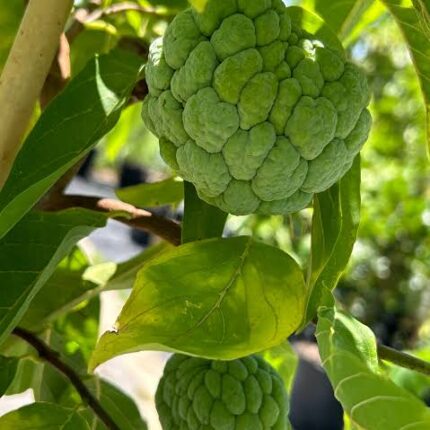 Green custard apple