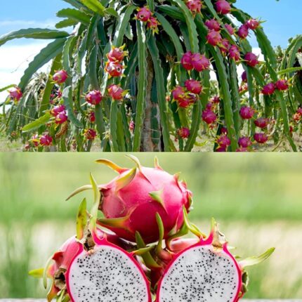 pink dragon fruit