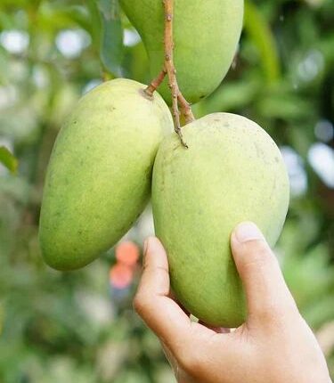 Thai all time Katimon mango