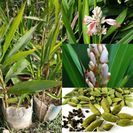 elaichi plant