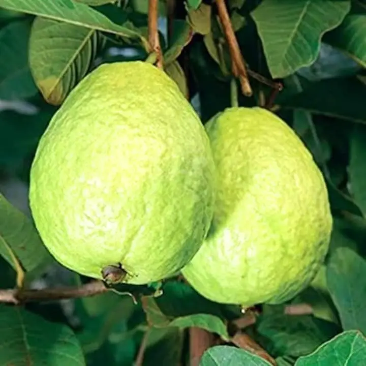 thai-7-guava-plant