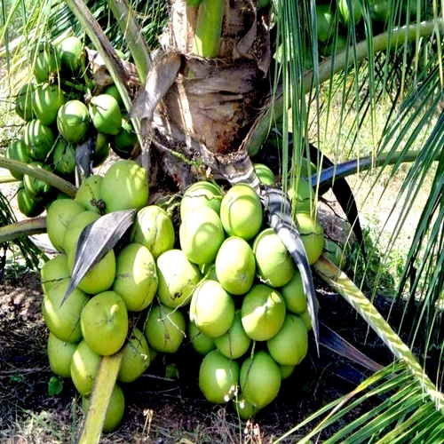vietnam-coconut-fruit-plant-500x500-1